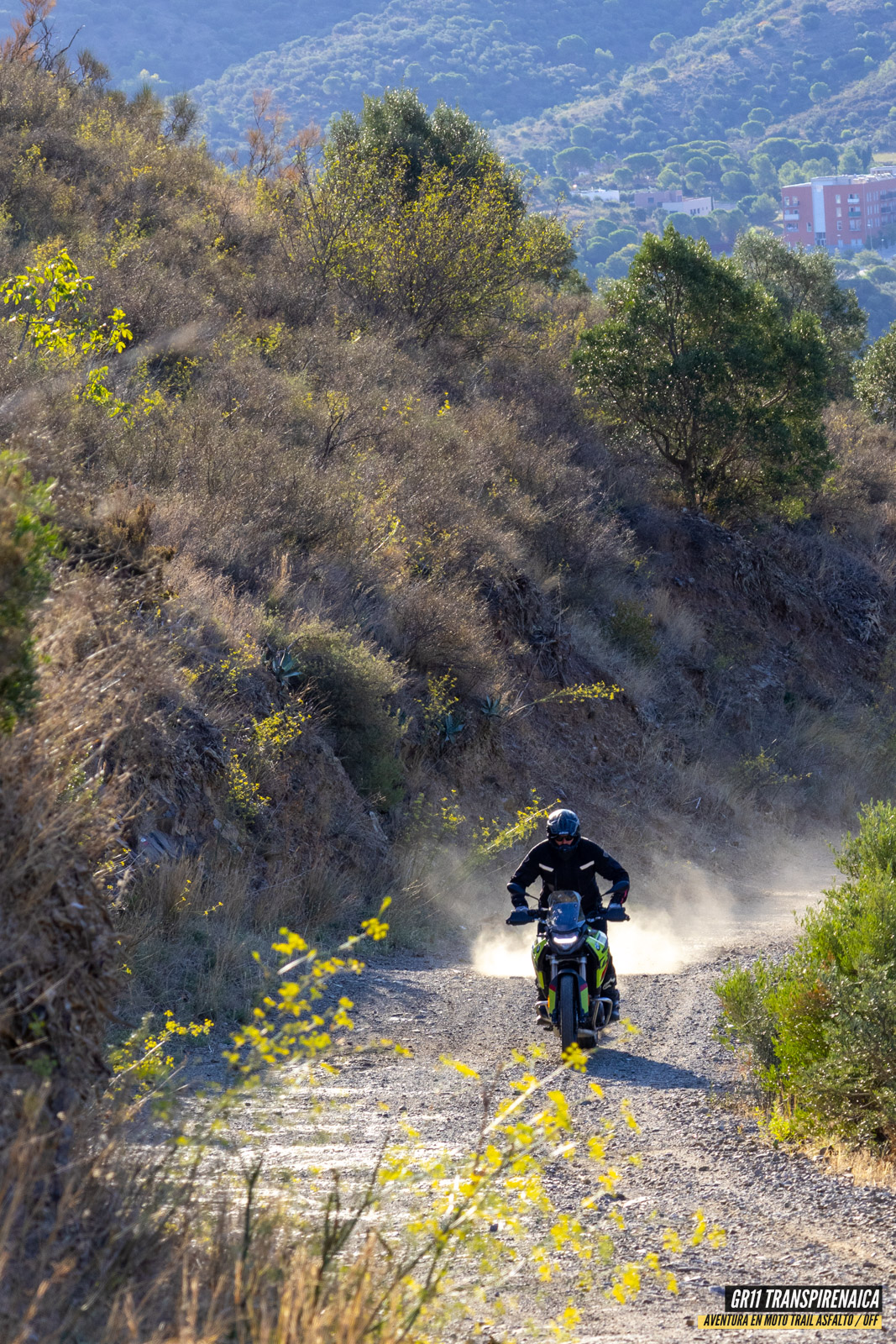 Gr11 Transpirenaica 001