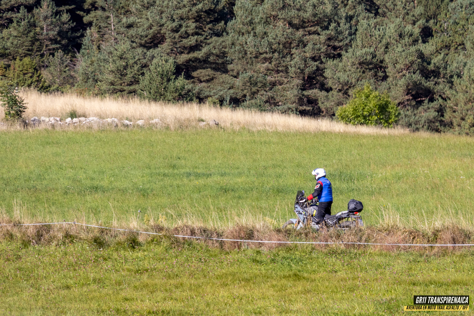 Gr11 Transpirenaica 043