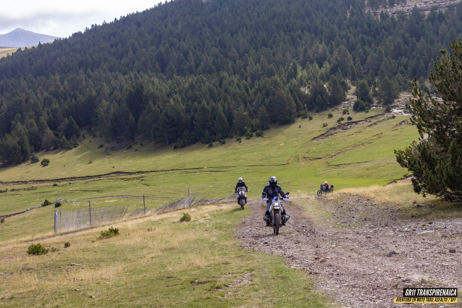 Gr11 Transpirenaica 051