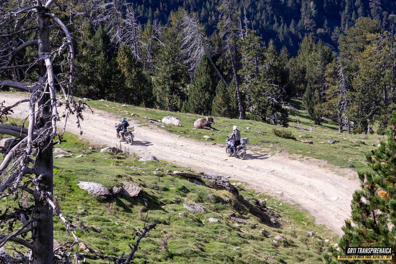 Gr11 Transpirenaica 067