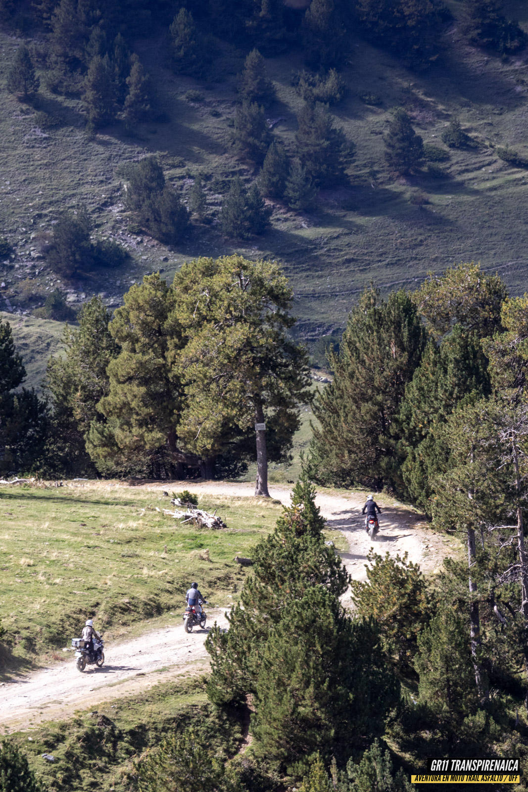 Gr11 Transpirenaica 074