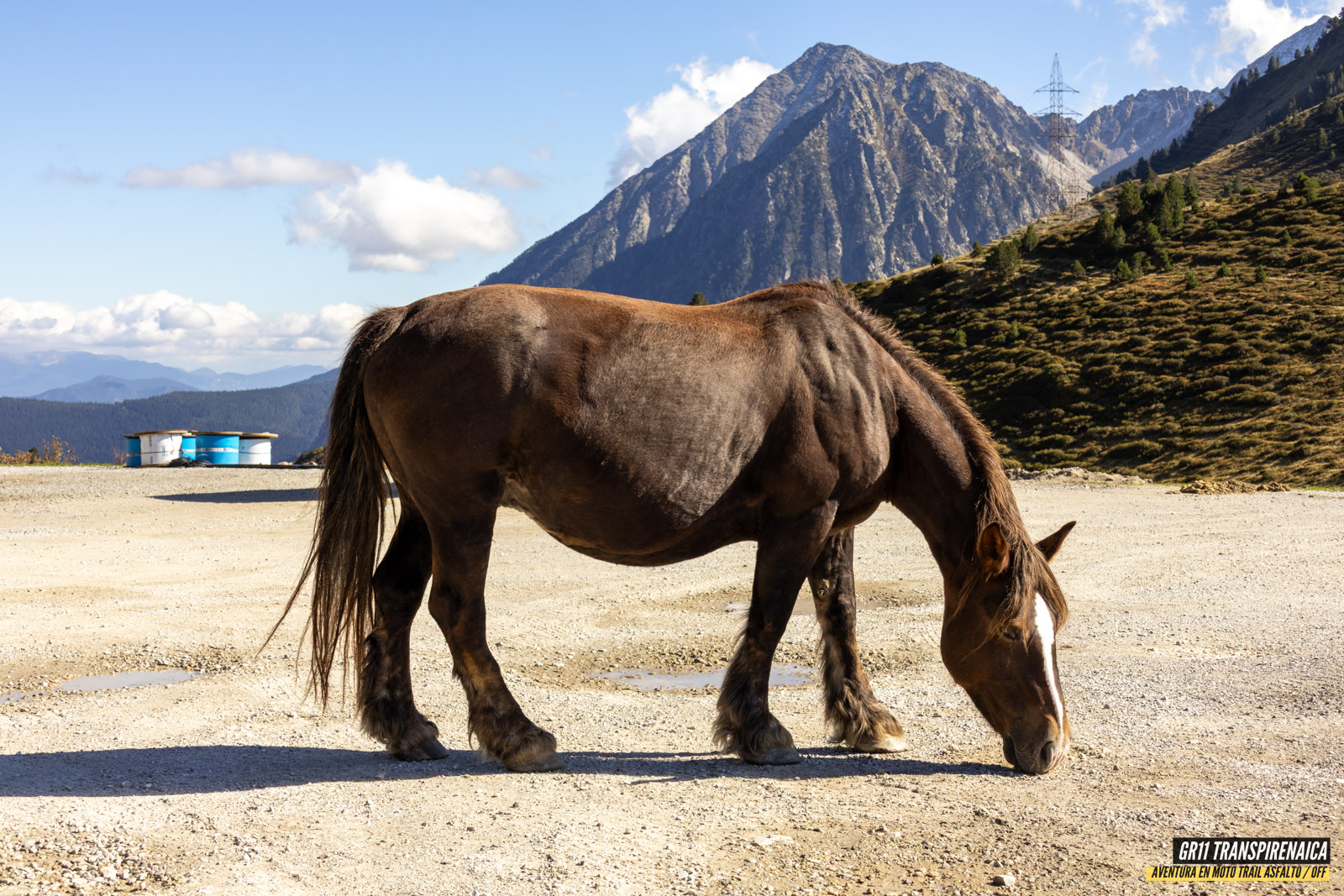 Gr11 Transpirenaica 083