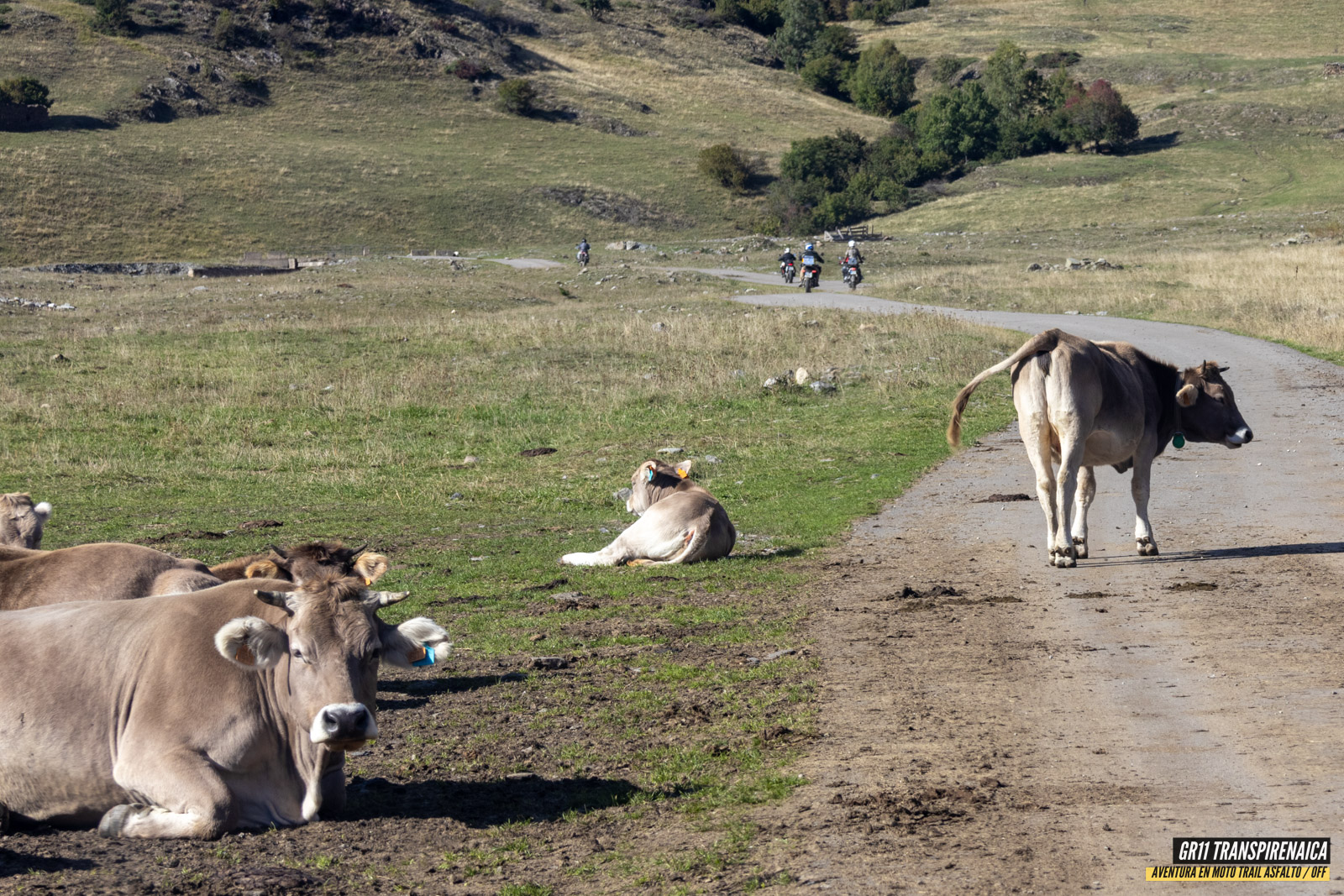 Gr11 Transpirenaica 086