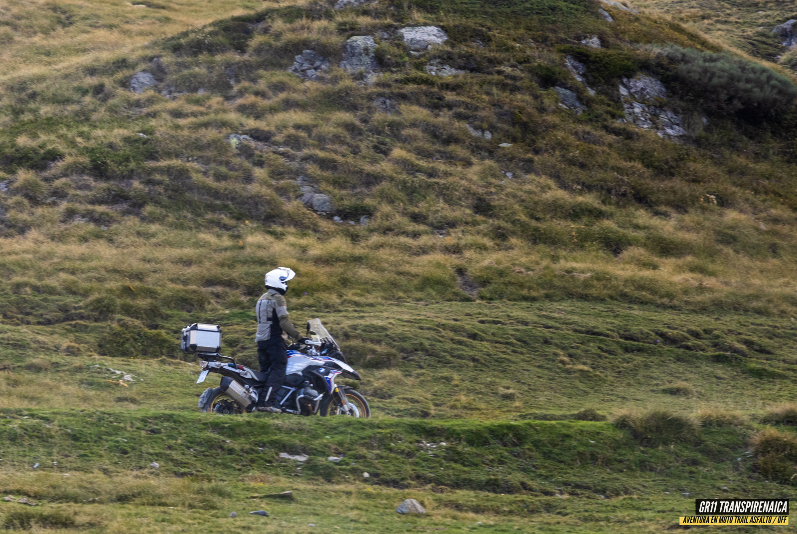 Gr11 Transpirenaica 091