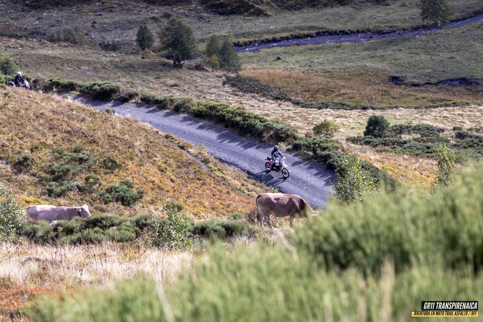 Gr11 Transpirenaica 097