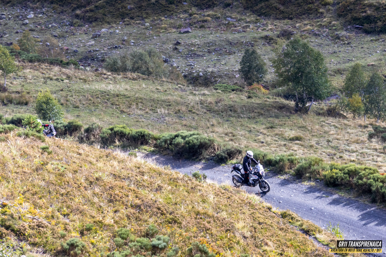 Gr11 Transpirenaica 098