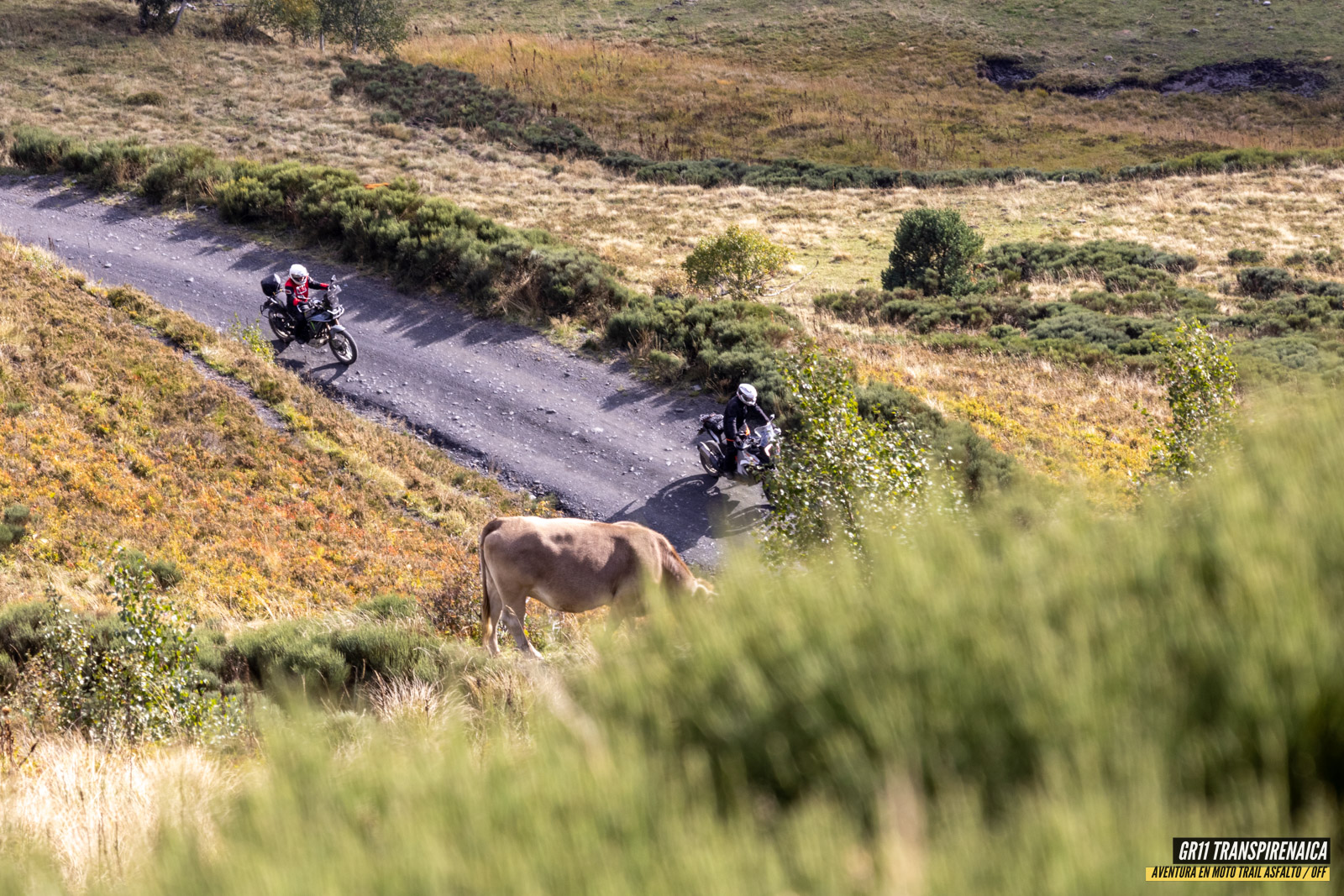 Gr11 Transpirenaica 099