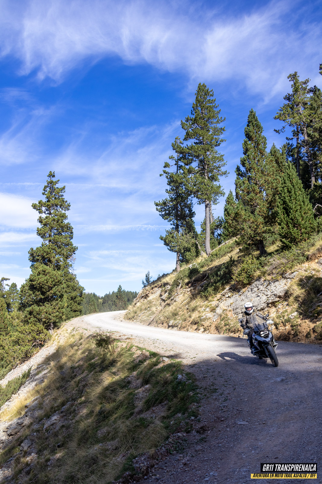 Gr11 Transpirenaica 114